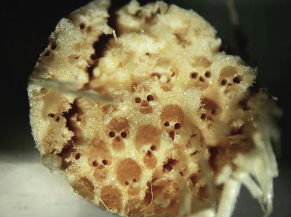 圖片來源:《阿簡生物筆記》(簡志祥攝)