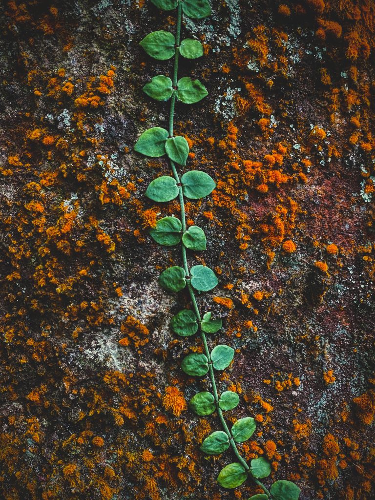 生命的軌跡 - Ho Chi Keung