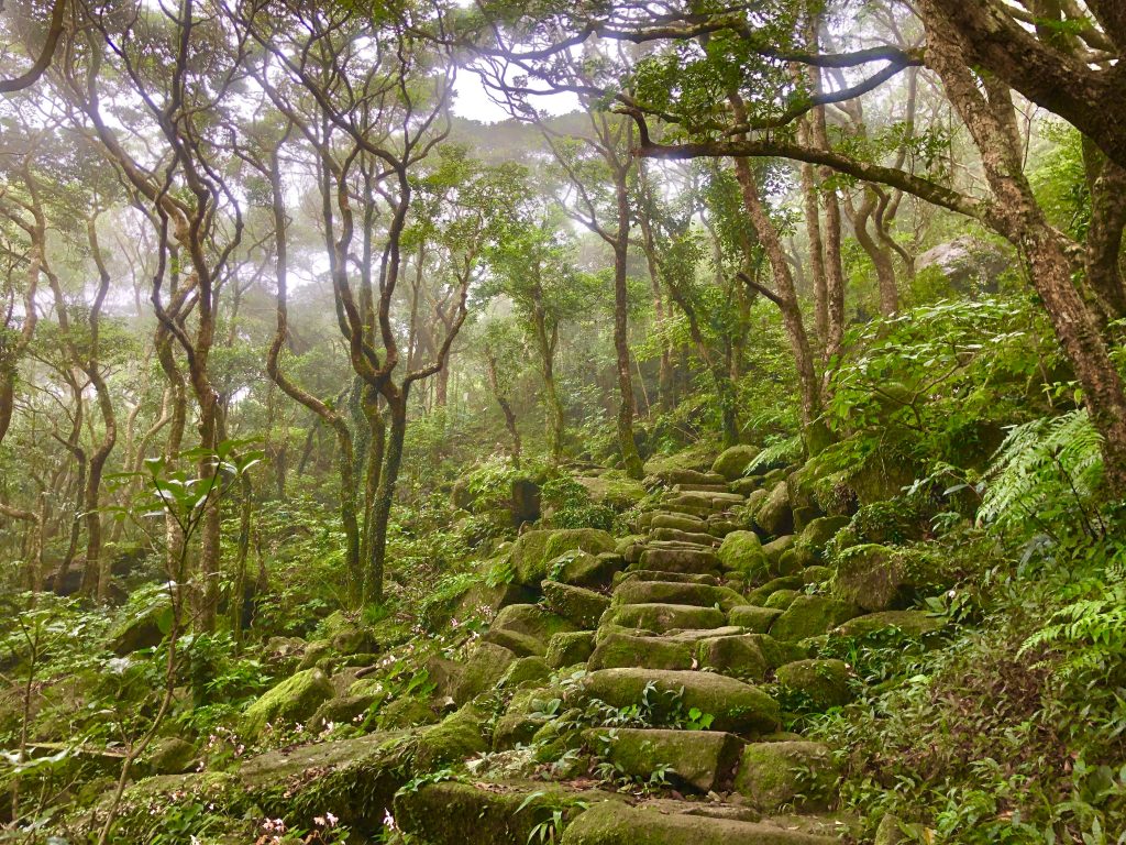 精靈山谷 - Amanda Ng